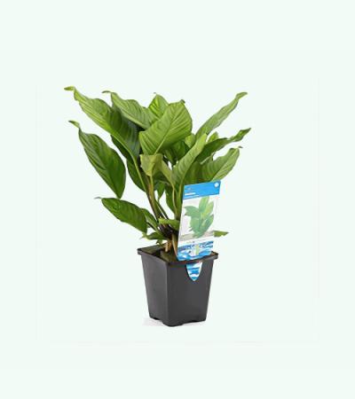 Anubias heterophylla - aquarium plant