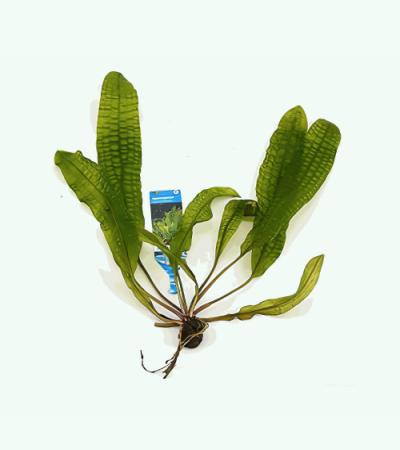Aponogeton boivinianus - 3 stuks - aquarium plant