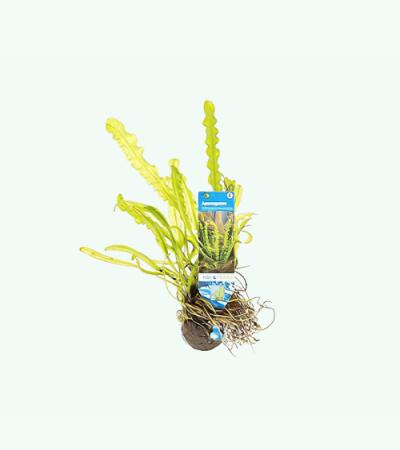 Aponogeton longiplumulosus - 3 stuks - aquarium plant