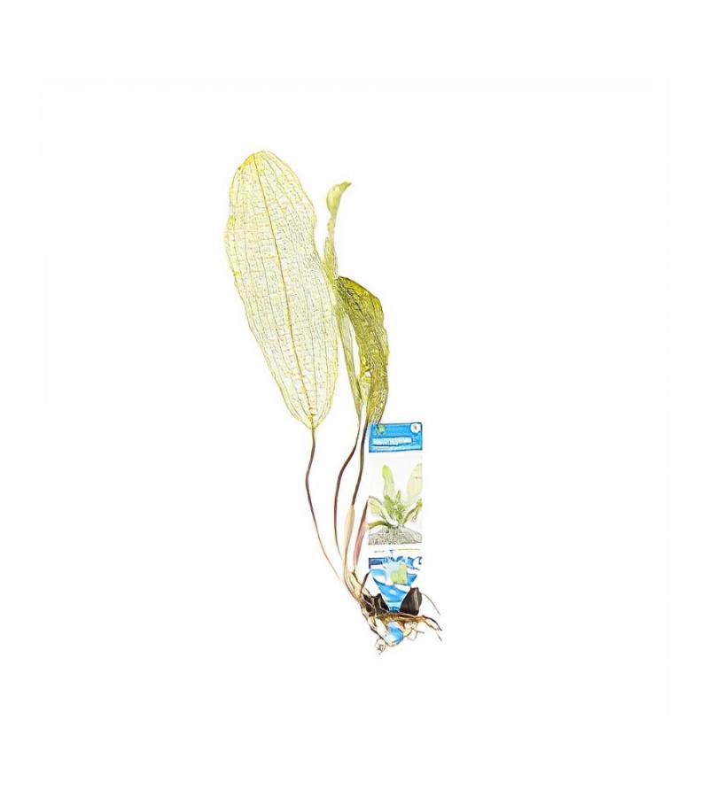 Aponogeton madagascariensis - 3 stuks - aquarium plant