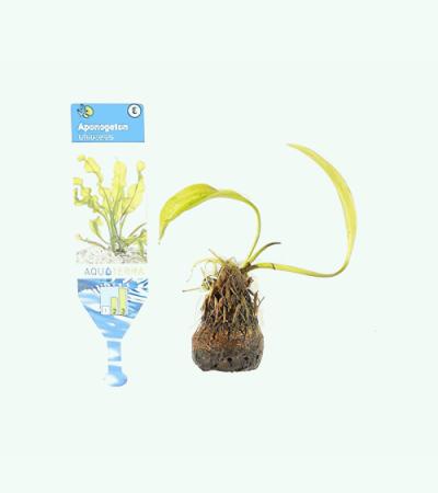 Aponogeton ulvaceus - 3 stuks - aquarium plant