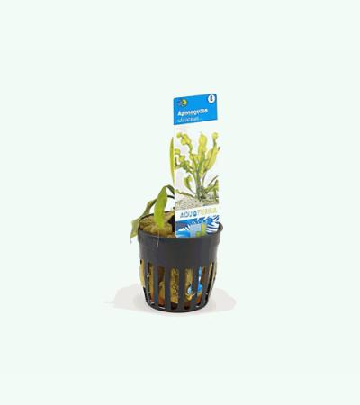 Aponogeton ulvaceus - 6 stuks - aquarium plant
