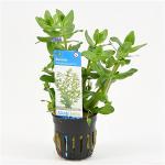 Bacopa amplexicaulis (caroliniana) - 6 stuks - aquarium plant