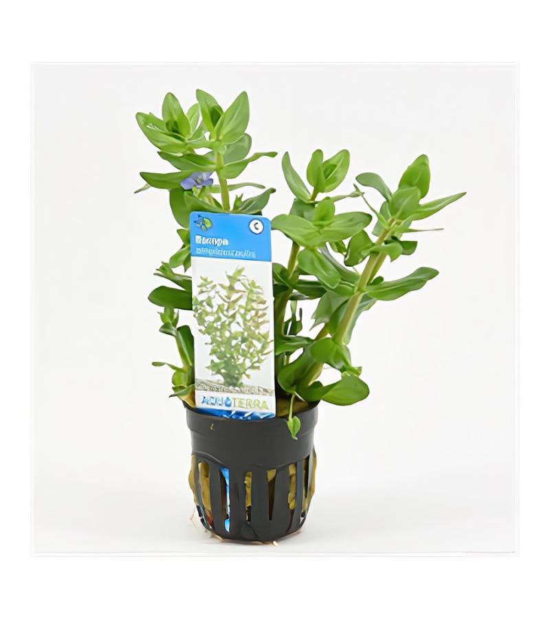 Bacopa amplexicaulis (caroliniana) - 6 stuks - aquarium plant
