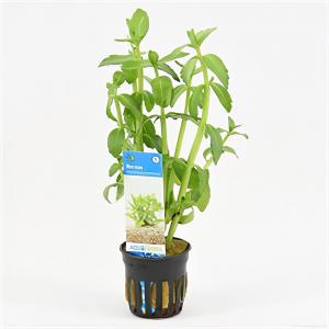 Bacopa madagascariensis 6 stuks aquarium plant