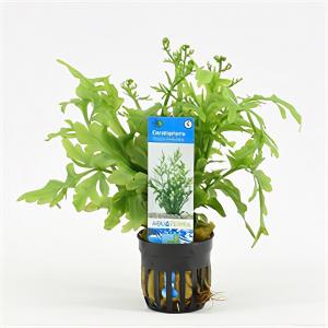 Ceratopteris thalictroides 6 stuks aquarium plant