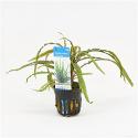 Cryptocoryne balansae - 6 stuks - aquarium plant