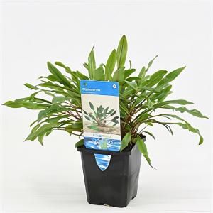 Afbeelding Cryptocoryne undulata - aquarium plant door Tuinexpress.nl