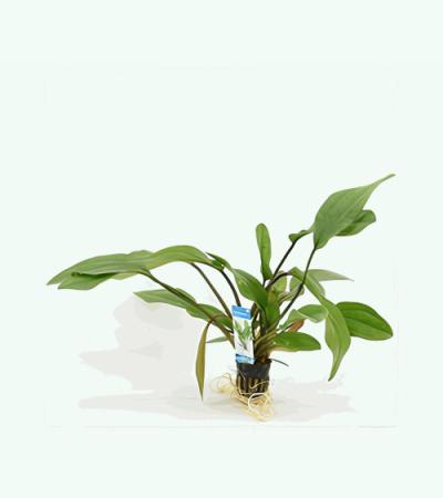 Echinodorus impaii - 6 stuks - aquarium plant