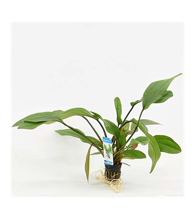 Echinodorus impaii - 6 stuks - aquarium plant