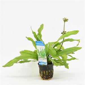 Dagaanbieding - Echinodorus major martii - 6 stuks - aquarium plant dagelijkse koopjes