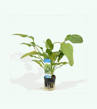 Echinodorus ozelot groen / leopard - 6 stuks - aquarium plant