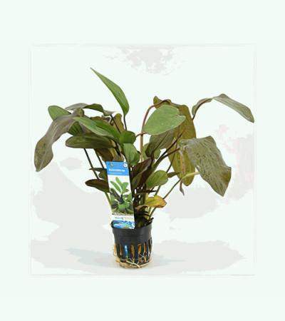 Echinodorus ozelot rood / leopard
 - 6 stuks - aquarium plant