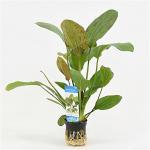 Echinodorus regine hildebrandt - 6 stuks - aquarium plant