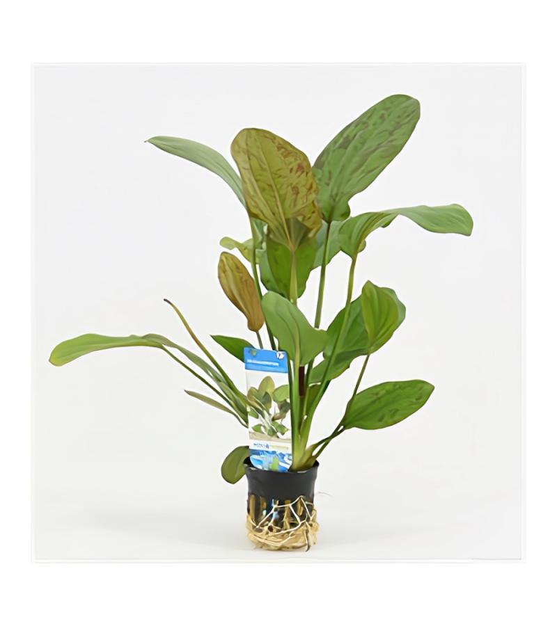 Echinodorus regine hildebrandt
 - 6 stuks - aquarium plant