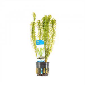 Dagaanbieding - Egeria densa - 6 stuks - aquarium plant dagelijkse aanbiedingen