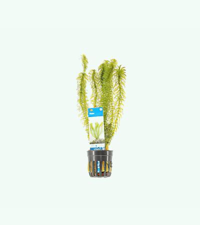 Egeria densa - 6 stuks - aquarium plant