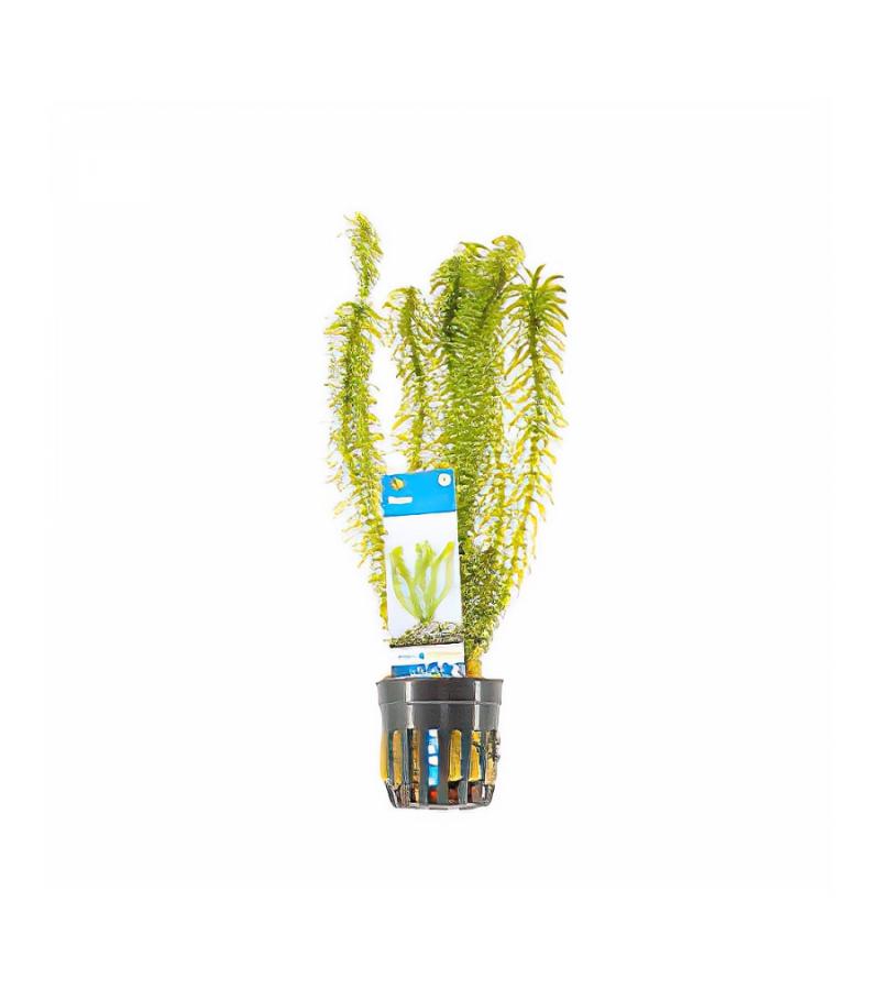 Egeria densa - 6 stuks - aquarium plant