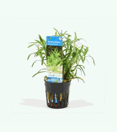 Heteranthera zosterifolia
 - 6 stuks - aquarium plant