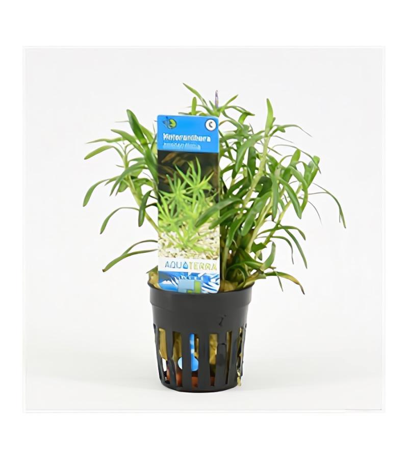 Heteranthera zosterifolia
 - 6 stuks - aquarium plant