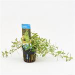 Ludwigia arcuata - 6 stuks - aquarium plant