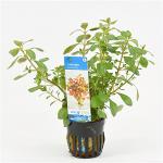 Ludwigia mullertii - 6 stuks - aquarium plant