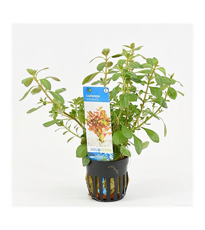 Ludwigia mullertii - 6 stuks - aquarium plant