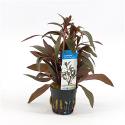 Ludwigia perennis - 6 stuks - aquarium plant
