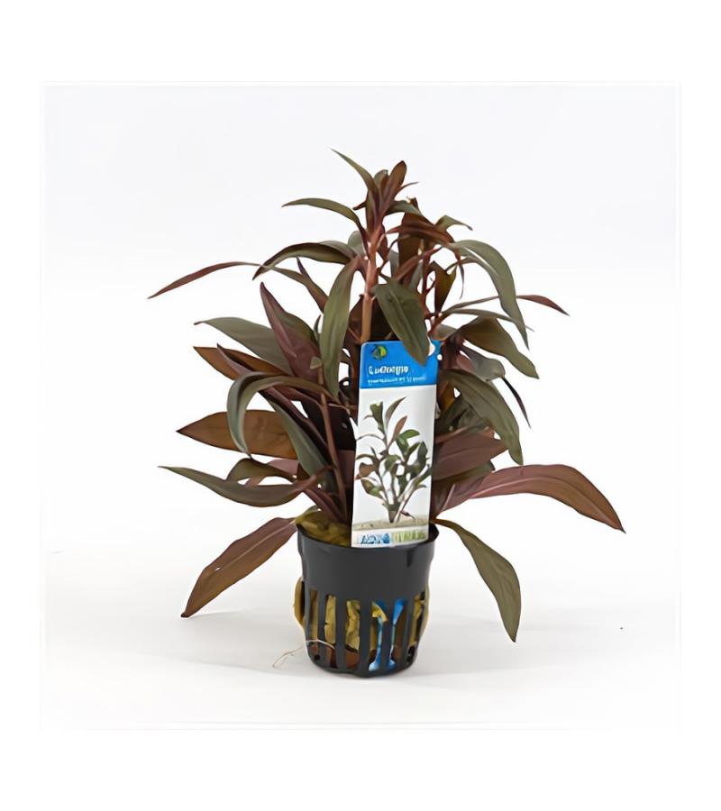 Ludwigia perennis - 6 stuks - aquarium plant