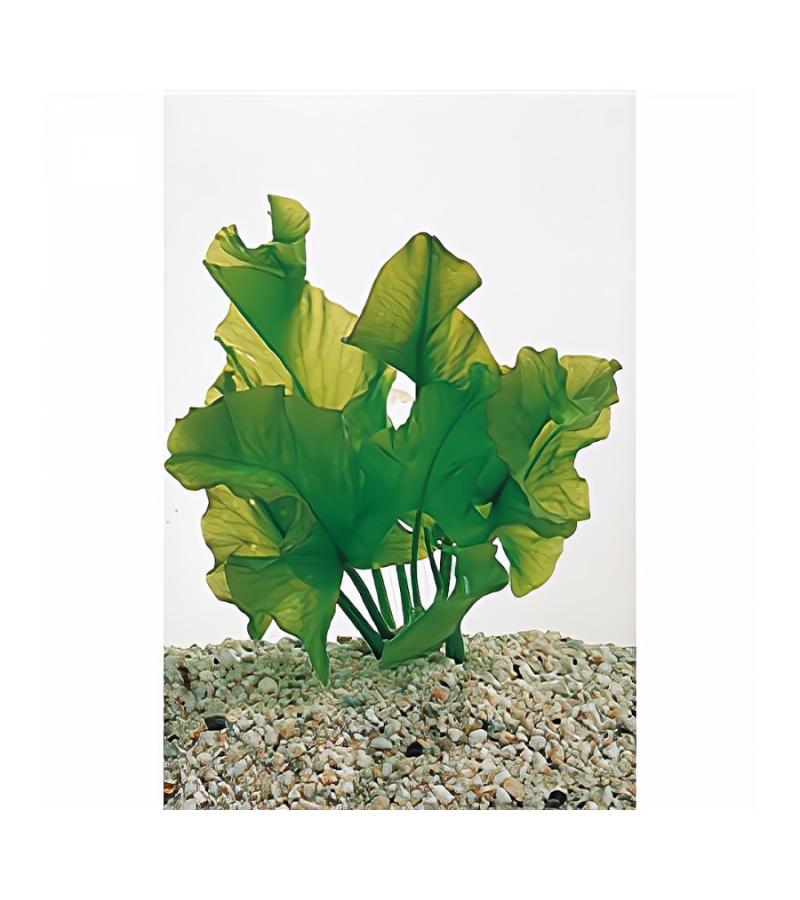 Nuphar japonica - 3 stuks - aquarium plant