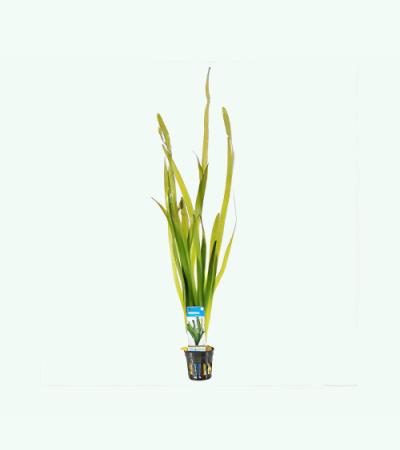 Vallisneria gigantea rubra - 6 stuks - aquarium plant