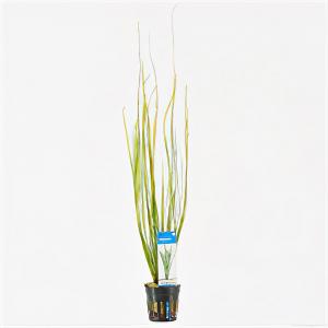 Vallisneria natans
 6 stuks aquarium plant