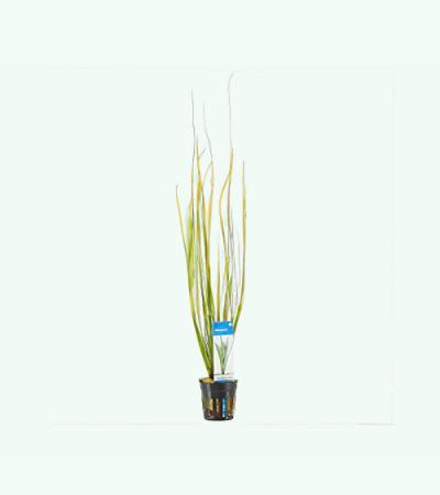 Vallisneria natans
 - 6 stuks - aquarium plant