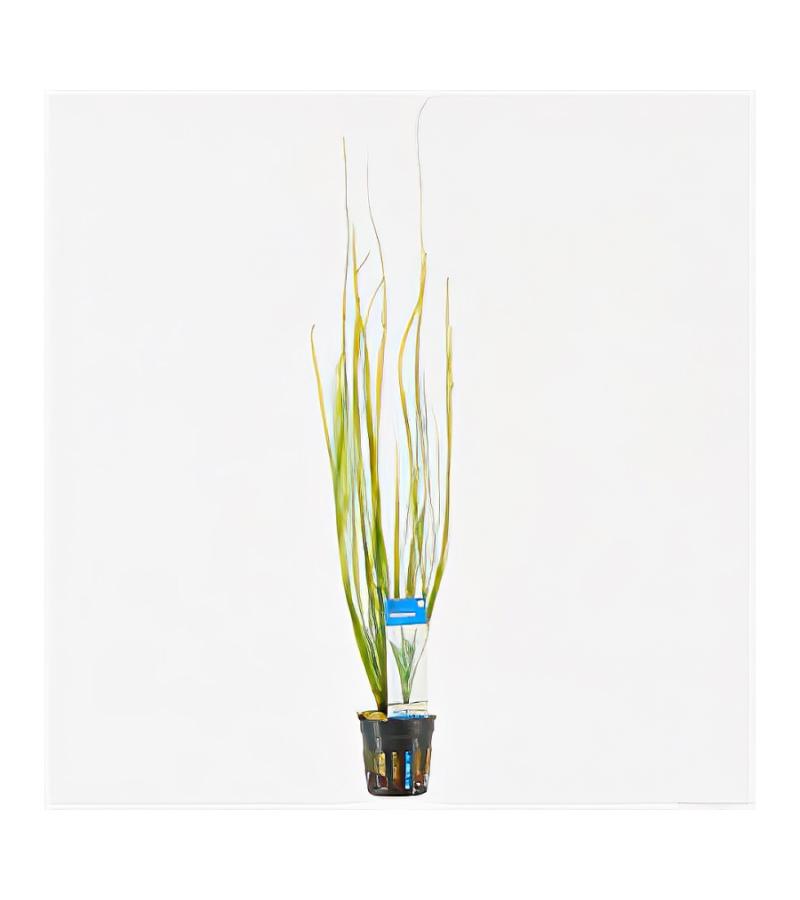 Vallisneria natans
 - 6 stuks - aquarium plant