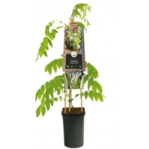 Dagaanbieding - Blauwe Regen Wisteria Floribunda Alba 120 cm klimplant dagelijkse koopjes