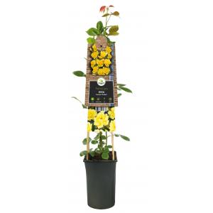 Klimroos Geel Rosa Golden Climber 75 cm klimplant