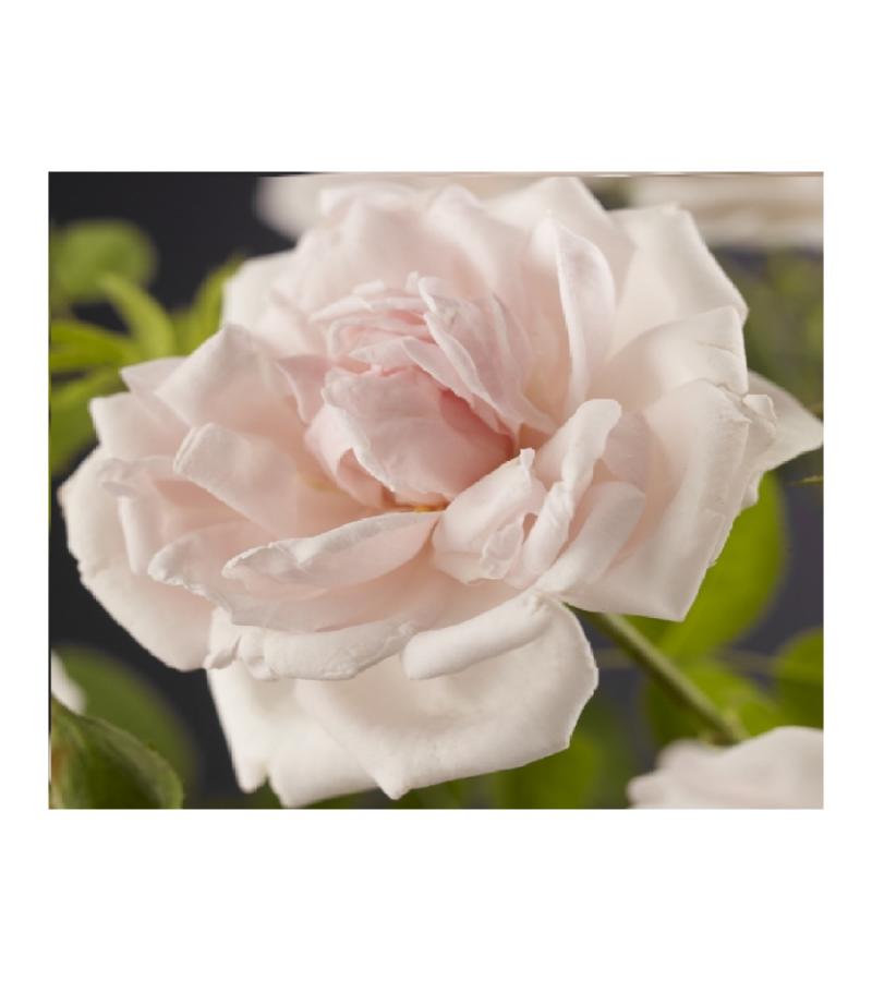 Klimroos Lichtroze Rosa New Dawn 75 cm klimplant