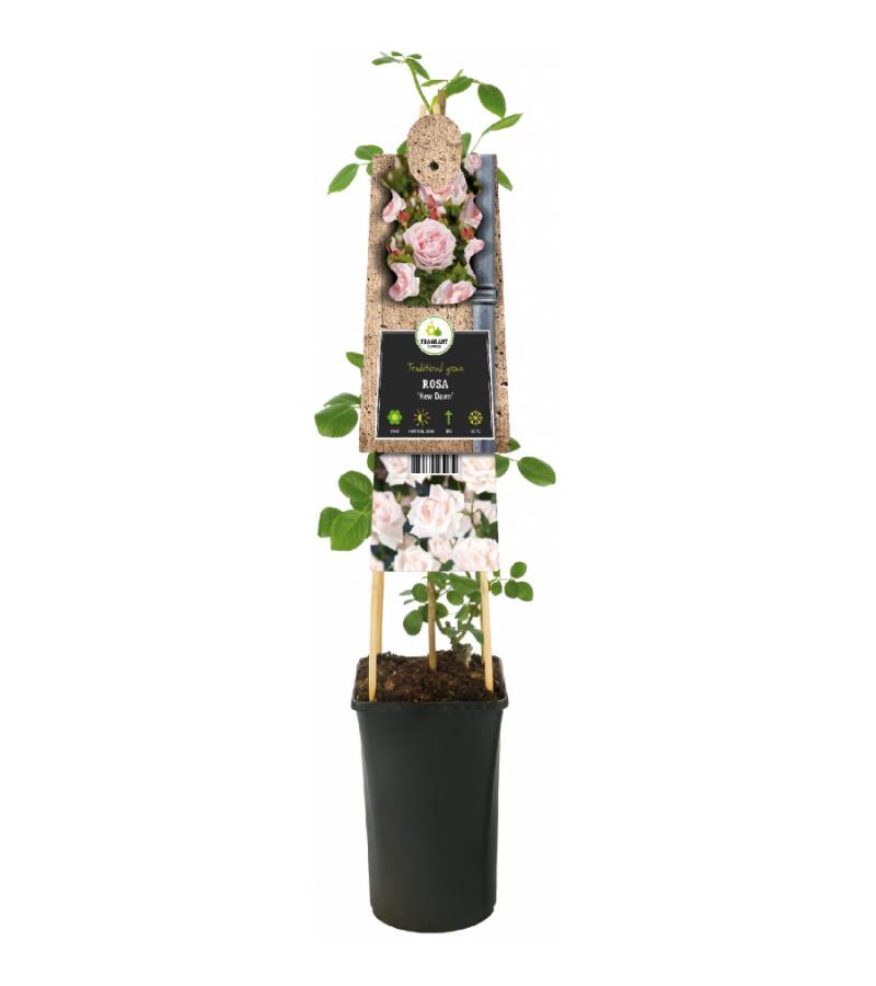 Klimroos Lichtroze Rosa New Dawn 75 cm klimplant