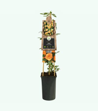 Klimroos Oranje Rosa Orange Climber 75 cm klimplant