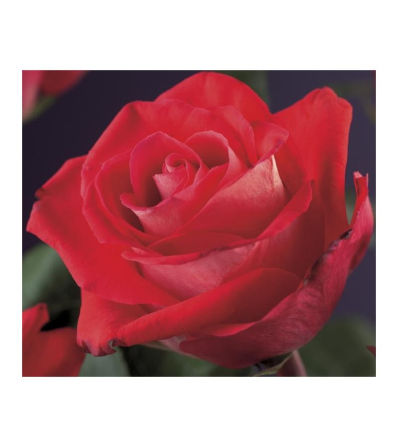 Klimroos Rood Rosa Red Climber 75 cm klimplant