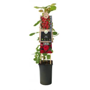 Klimroos Rood Rosa Red Climber 75 cm klimplant