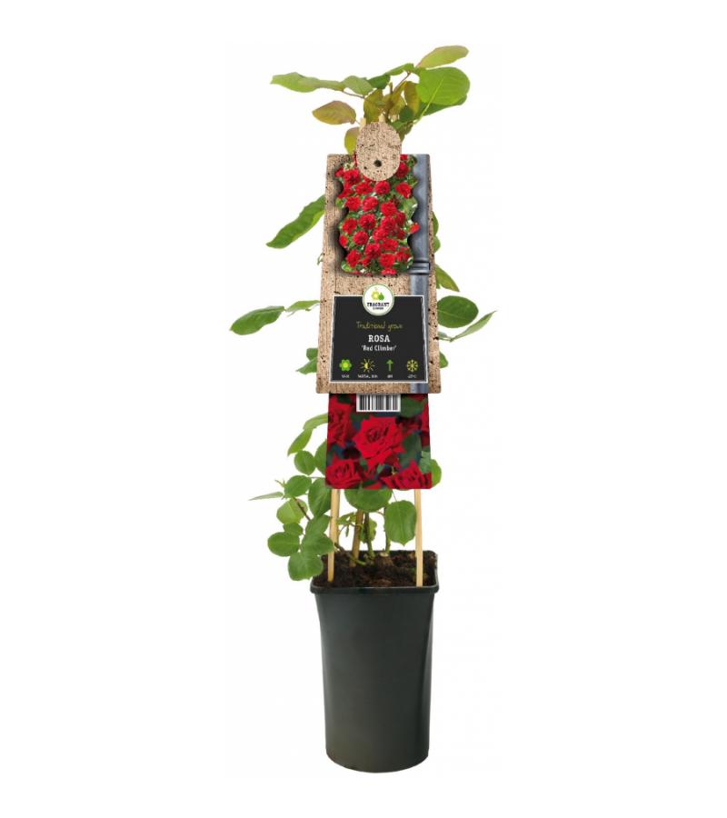 Klimroos Rood Rosa Red Climber 75 cm klimplant