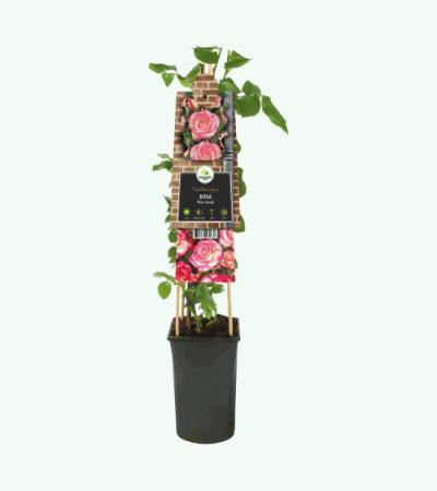 Klimroos Roze Rosa Pink Candy 75 cm klimplant