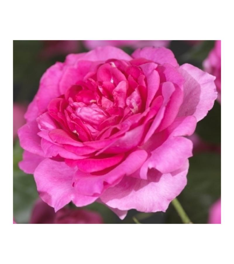 Klimroos Roze Rosa Pink Climber 75 cm klimplant