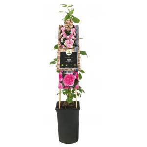 Afbeelding Klimroos Roze Rosa Pink Climber 75 cm klimplant door Tuinexpress.nl