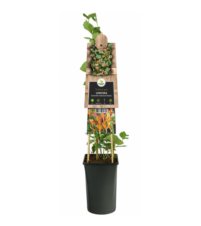 Kamperfoelie Lonicera Heckrottii American Beauty 75 cm klimplant