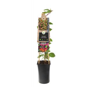 Afbeelding Kamperfoelie Lonicera Heckrottii Goldflame 120 cm klimplant door Tuinexpress.nl