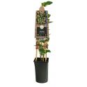 Kamperfoelie Lonicera Periclymenum Belgica Select 120 cm klimplant