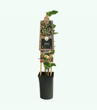 Kamperfoelie Lonicera Periclymenum Belgica Select 120 cm klimplant