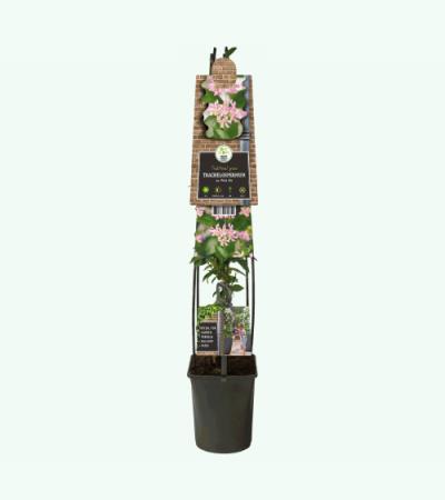 Toscaanse Jasmijn Trachelospermum Asiaticum Pink Air 120 cm klimplant